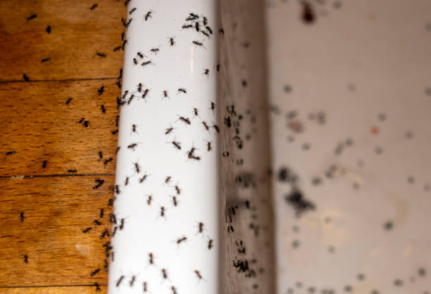 Best Mosquito Control Services  in La Pine, OR