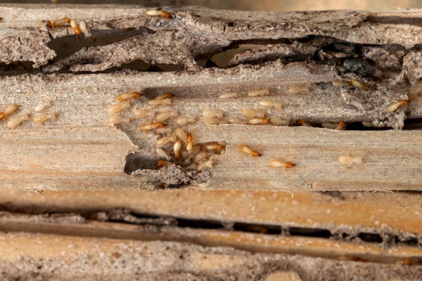 Best Exterminator Services  in La Pine, OR